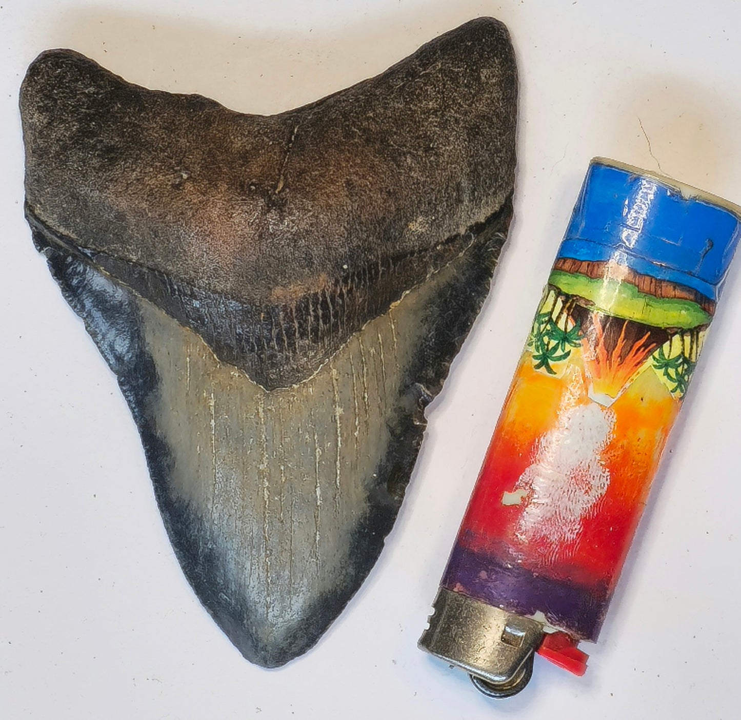 4.12” Megalodon Tooth Fossil