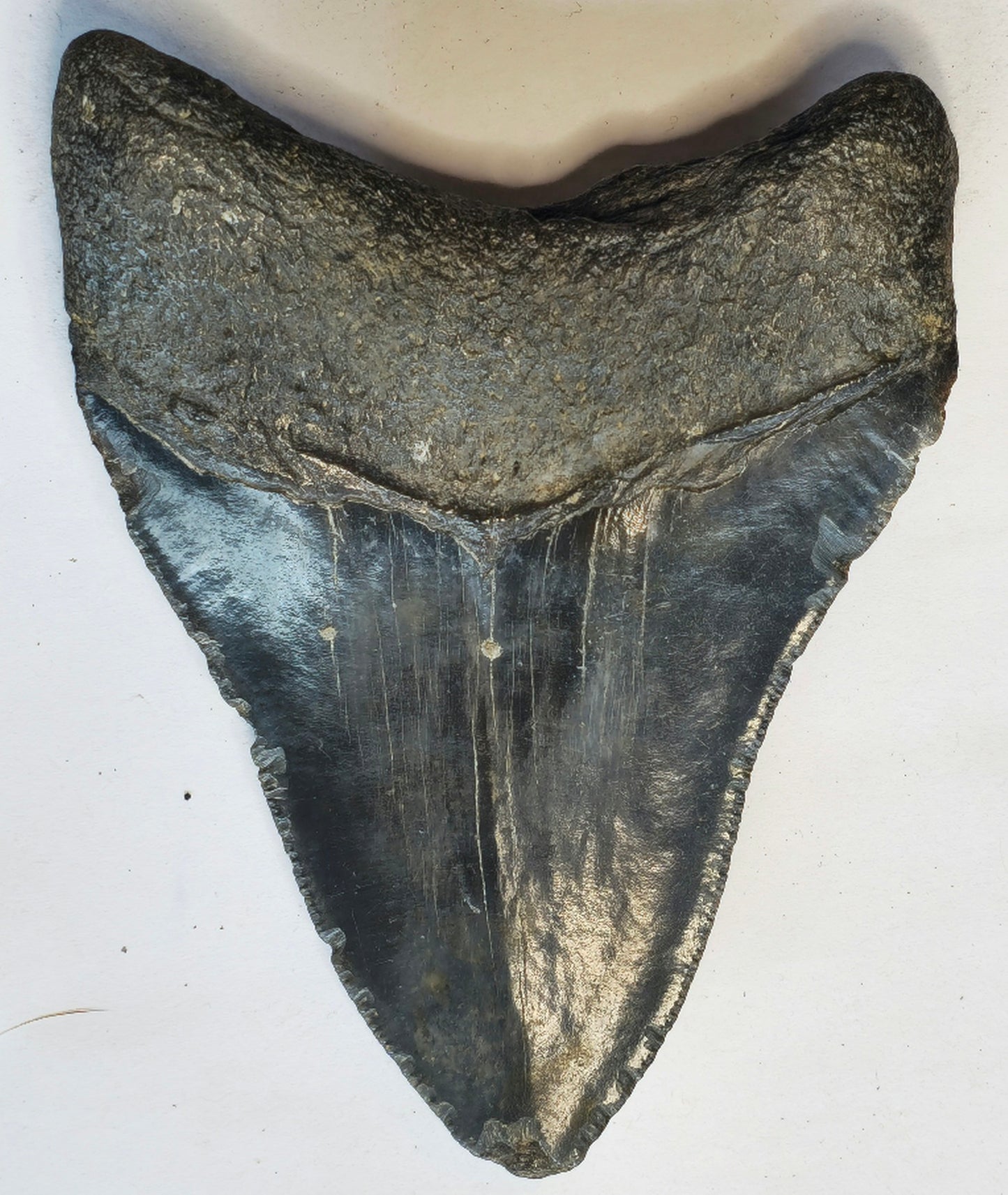 4.12” Megalodon Tooth Fossil