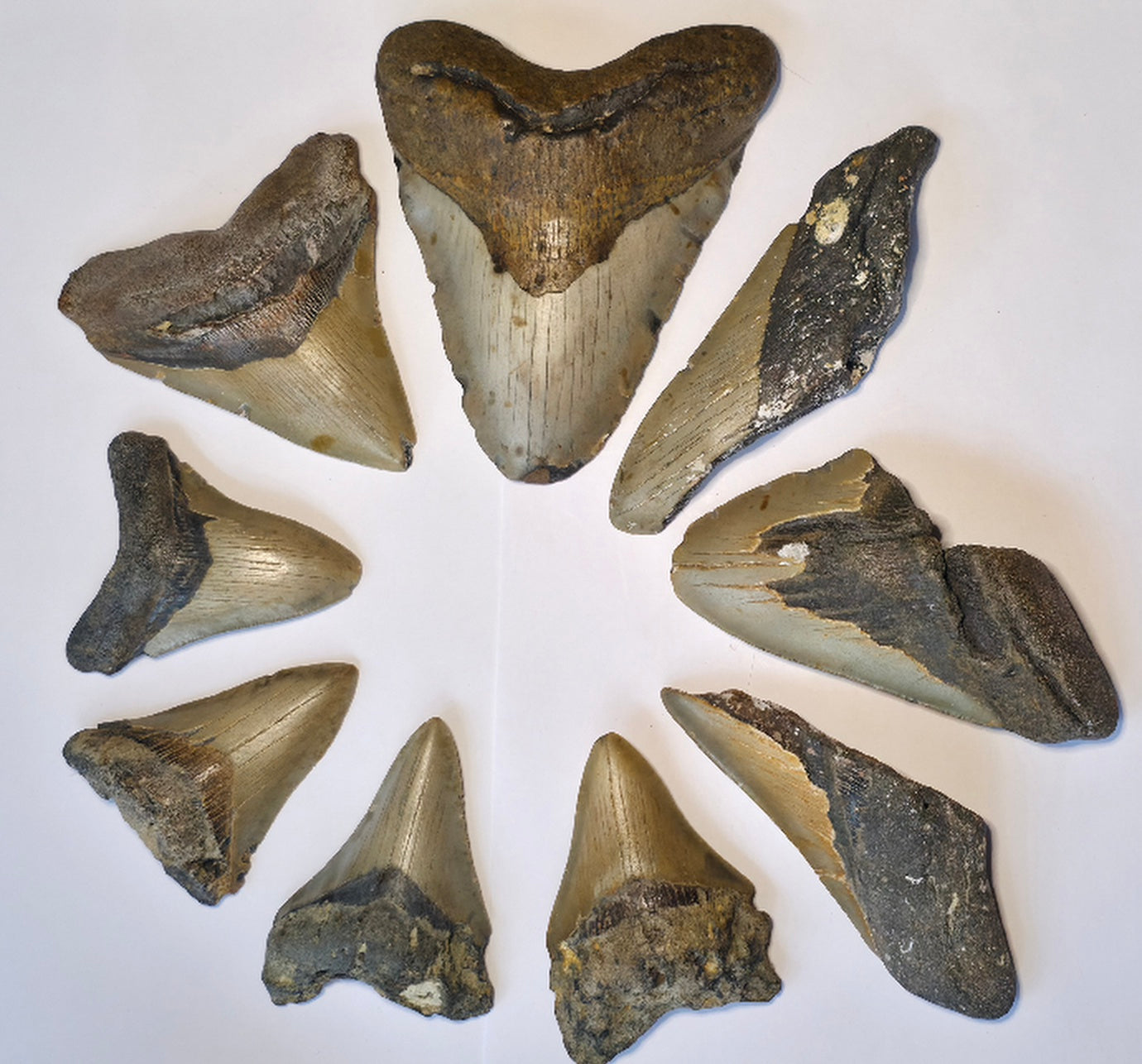 Curio with 9 Large Megalodon Shark Tooth Fossil Collection