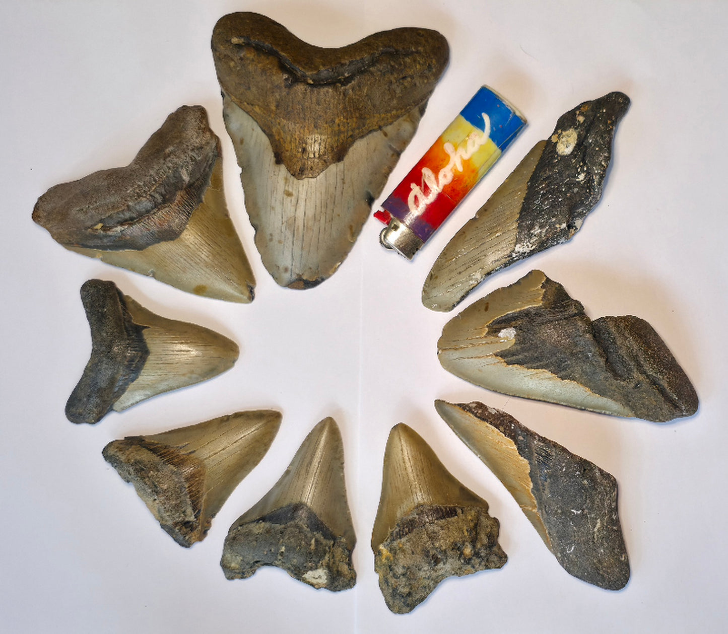 Curio with 9 Large Megalodon Shark Tooth Fossil Collection