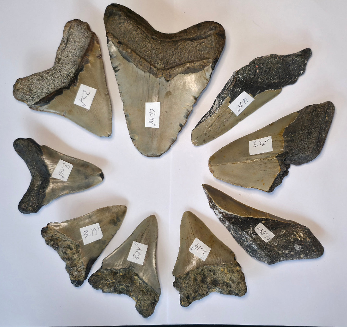 Curio with 9 Large Megalodon Shark Tooth Fossil Collection