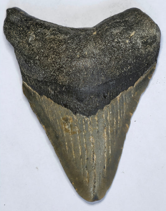 3.59” American Megalodon Fossil