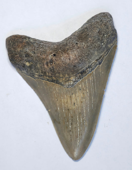 3.84” American Megalodon Fossil