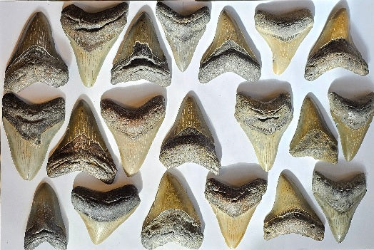 Lot of 20 Megalodon Teeth