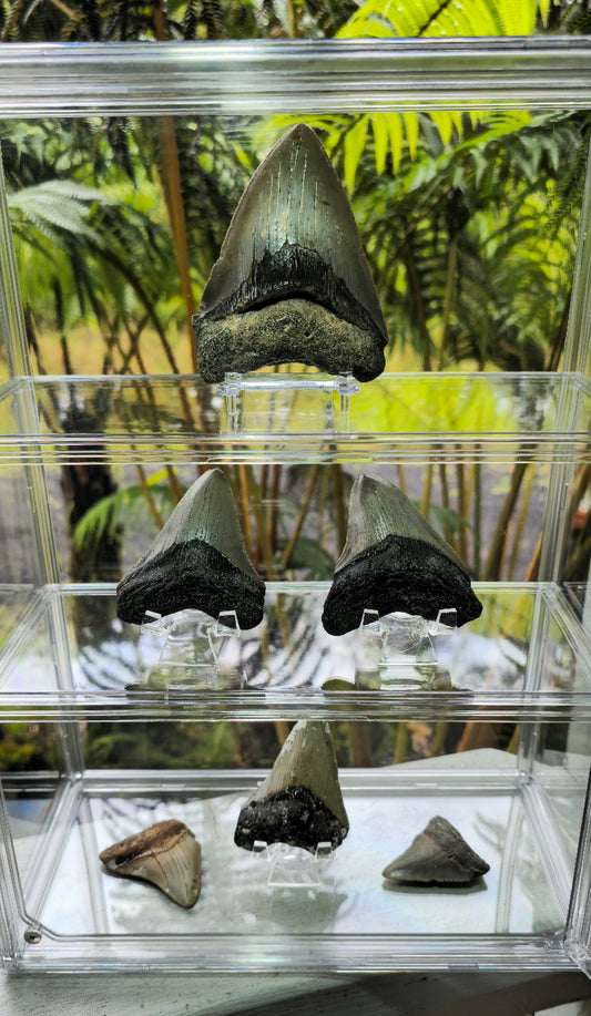 Curio Display with 6 Megalodon Collection