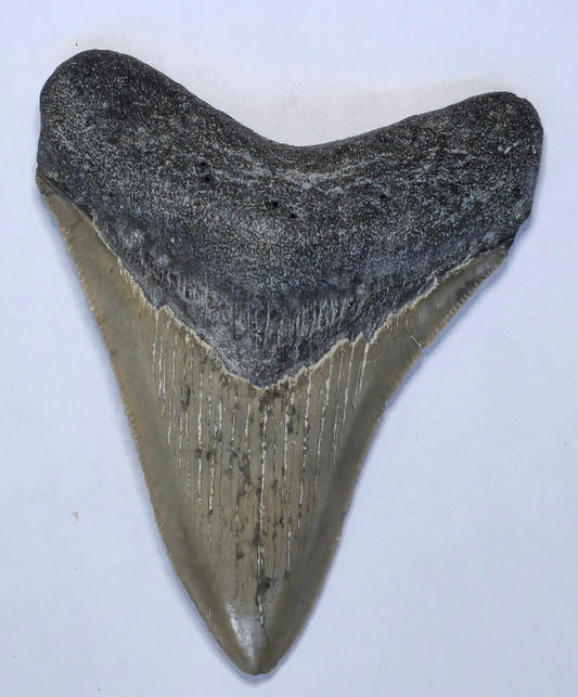 3.42” American Megalodon Fossil