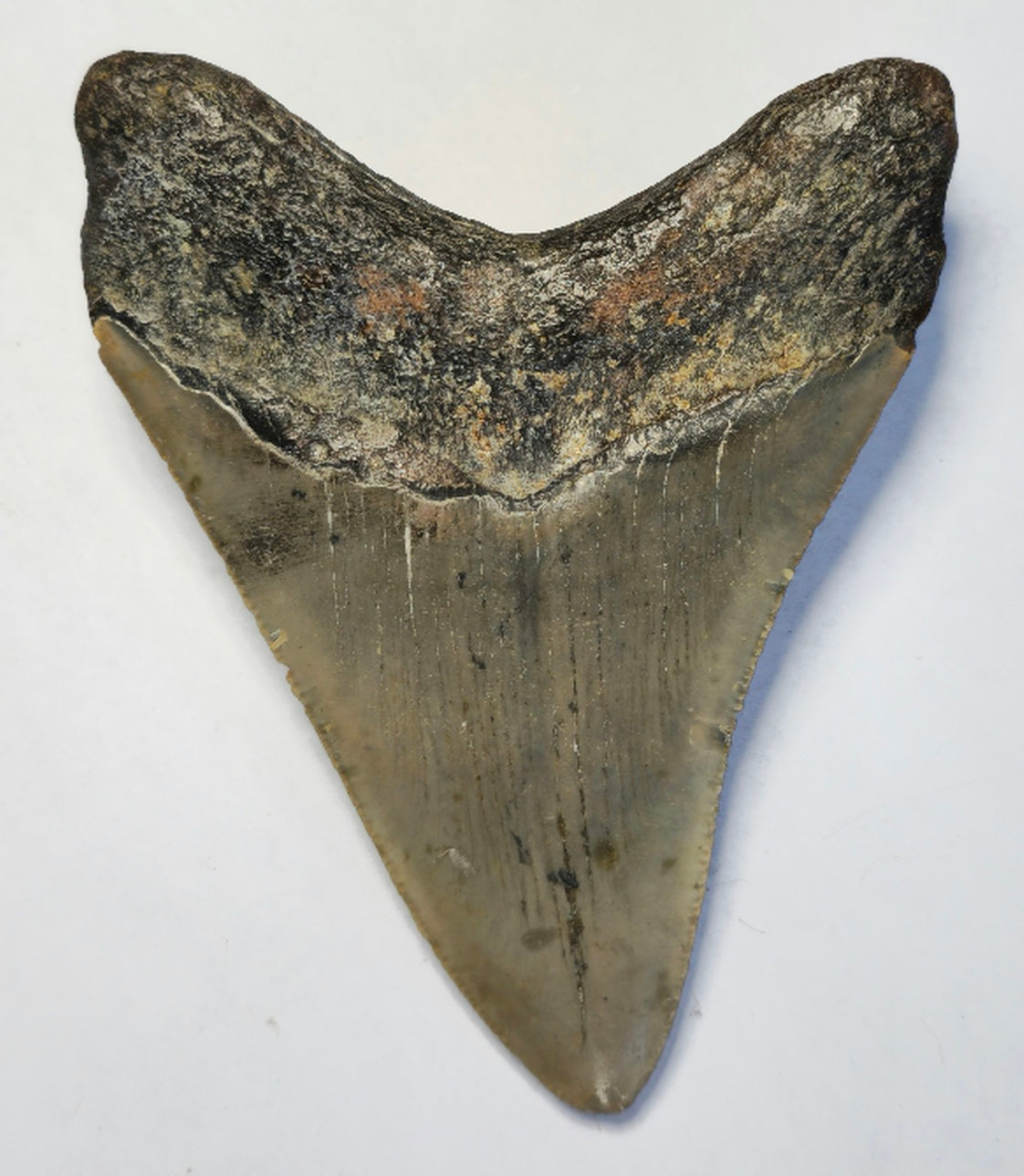 3.84” American Megalodon Fossil