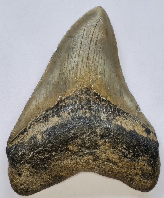 4.26” Megalodon Tooth