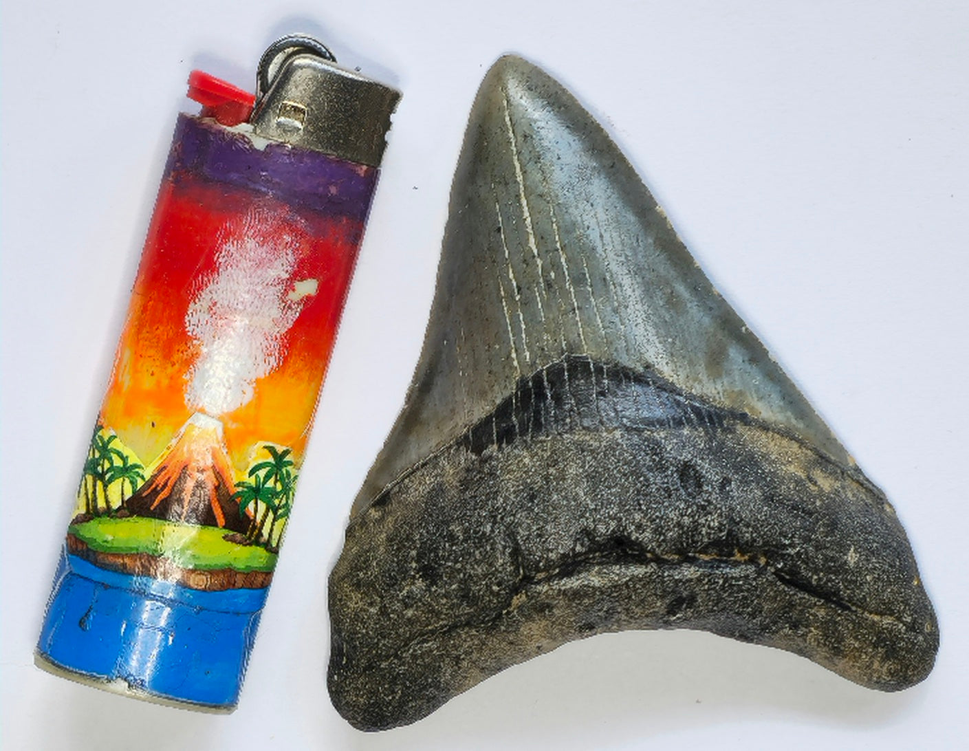 3.64" Megalodon Tooth Fossil