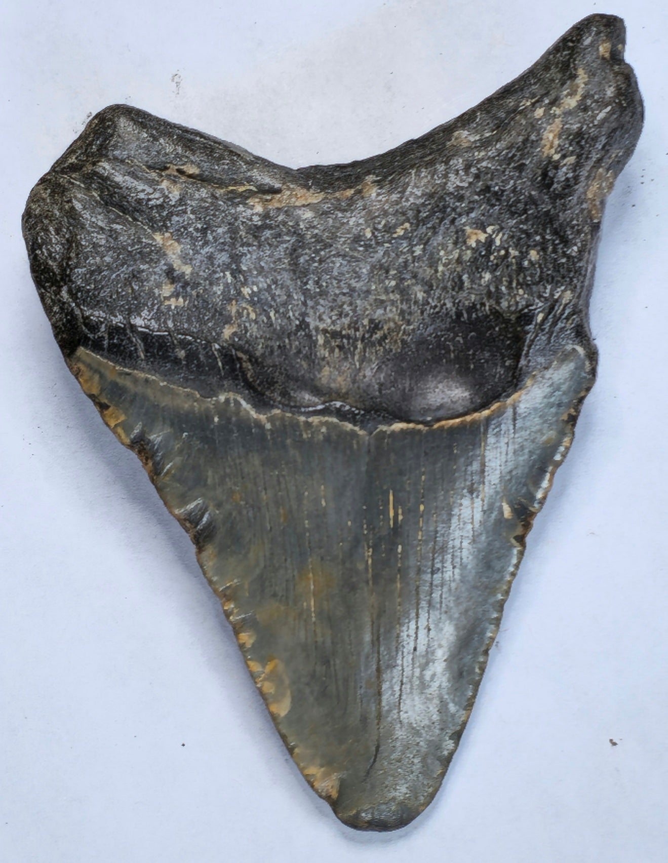 3.59” American Megalodon Fossil