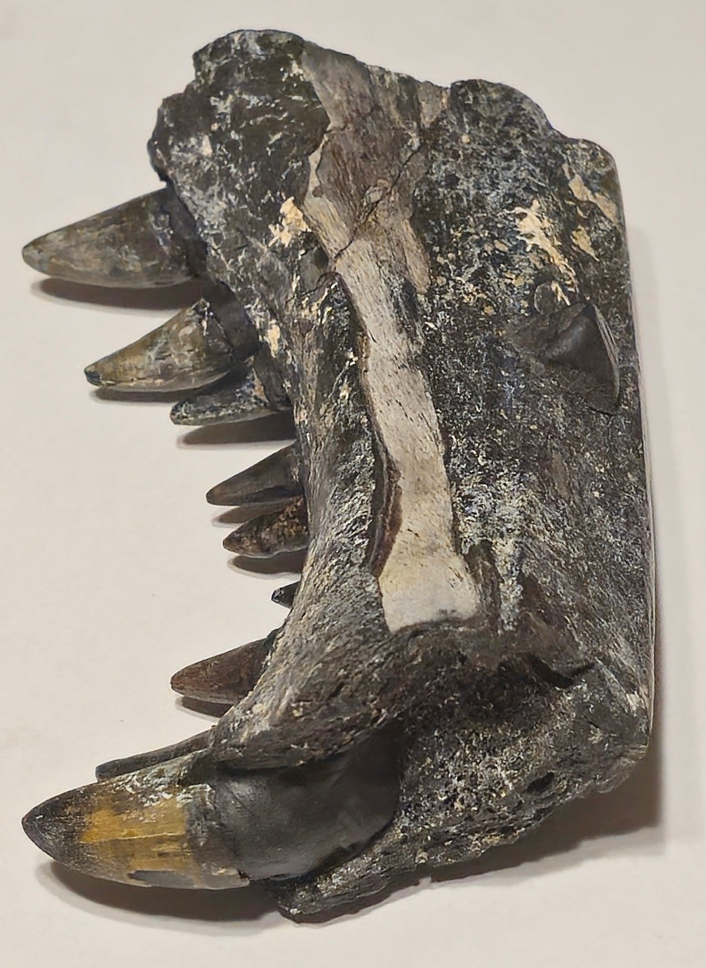 Fossilized Alligator Jaw Section