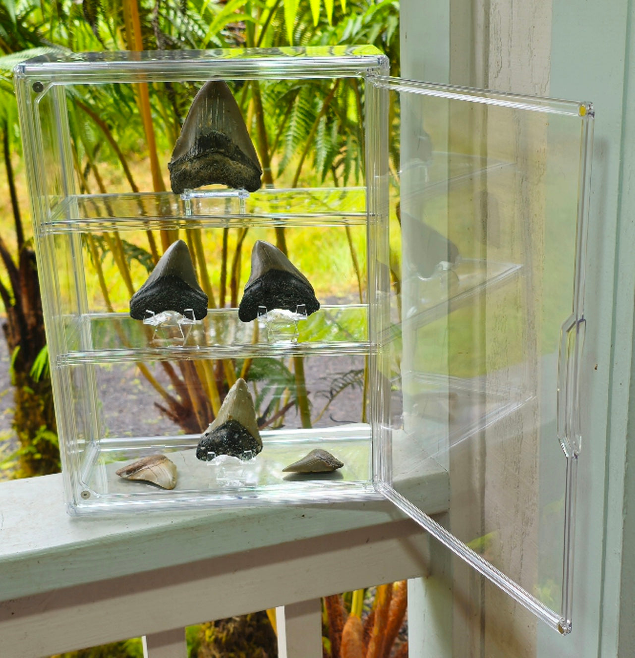 Curio Display with 6 Megalodon Collection