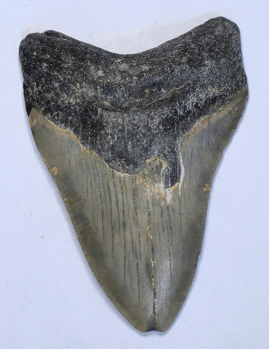 3.85” American Megalodon Fossil