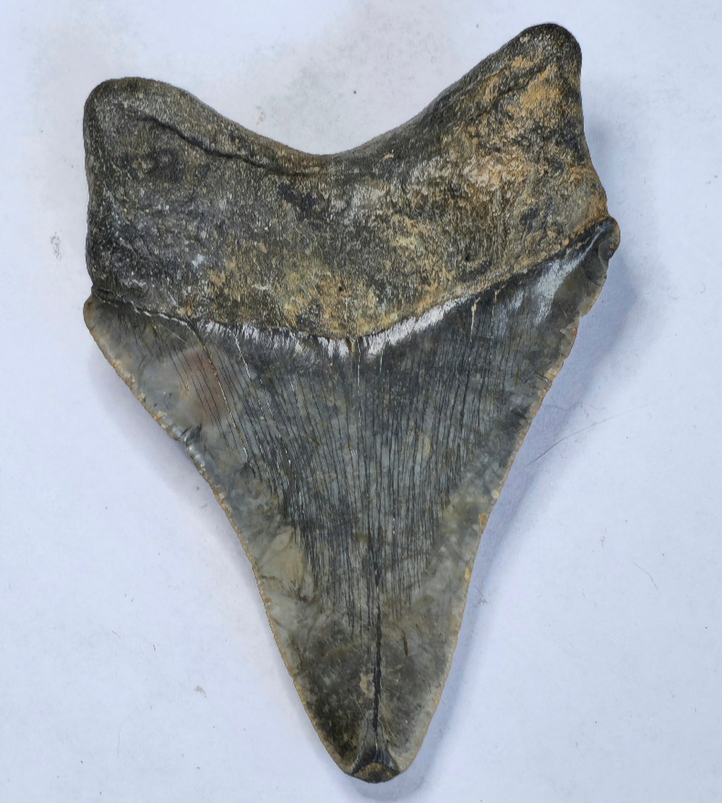 3.66” American Megalodon Fossil