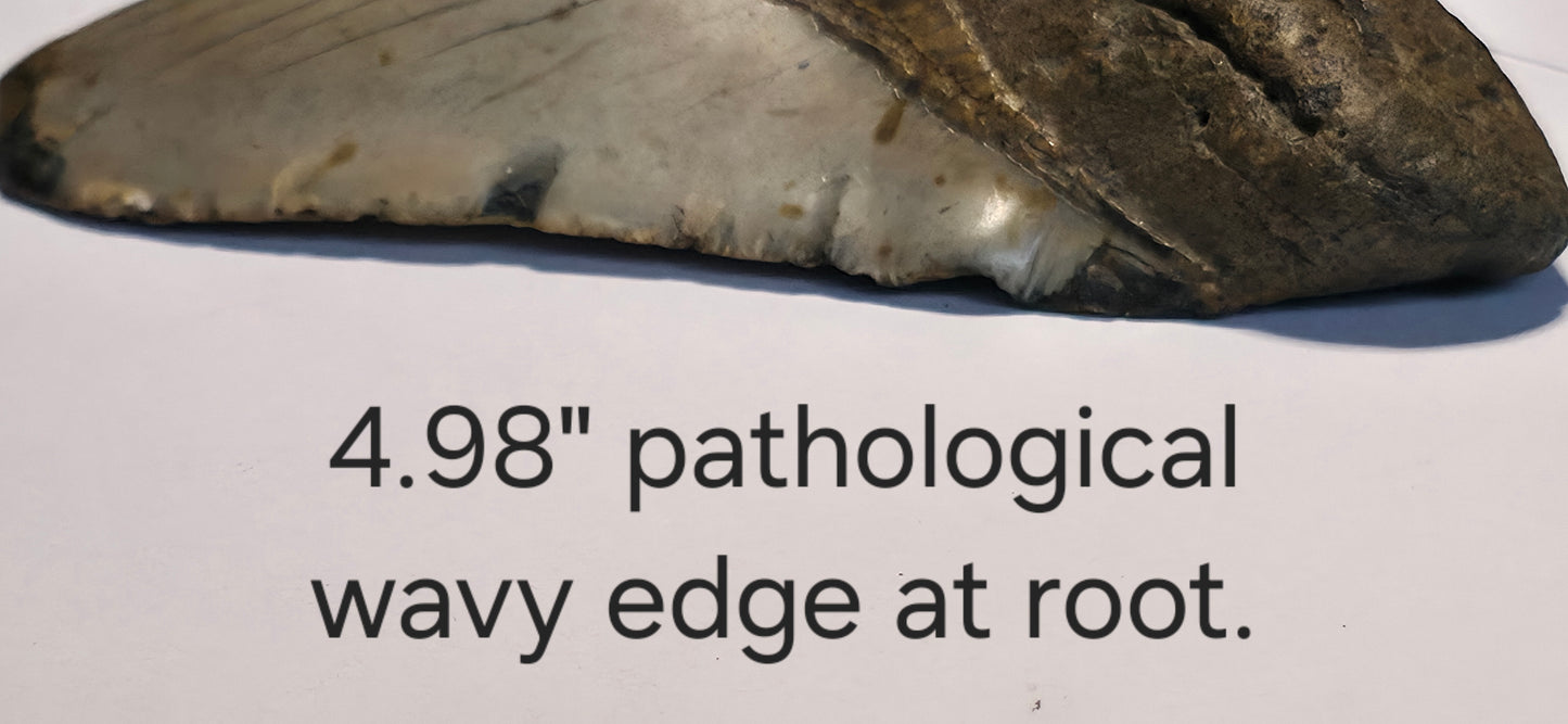 Curio with 9 Large Megalodon Shark Tooth Fossil Collection