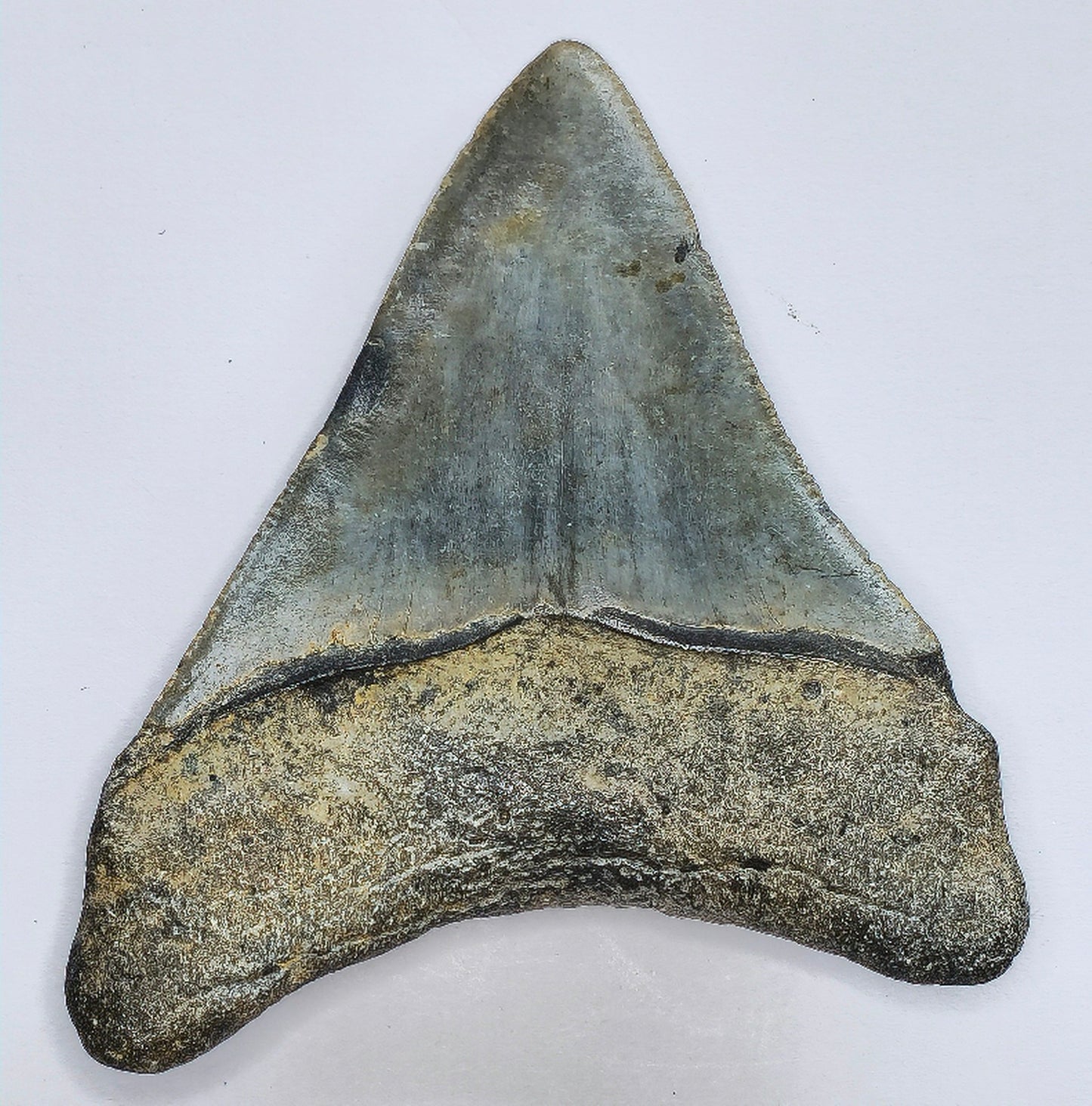 3.64" Megalodon Tooth Fossil