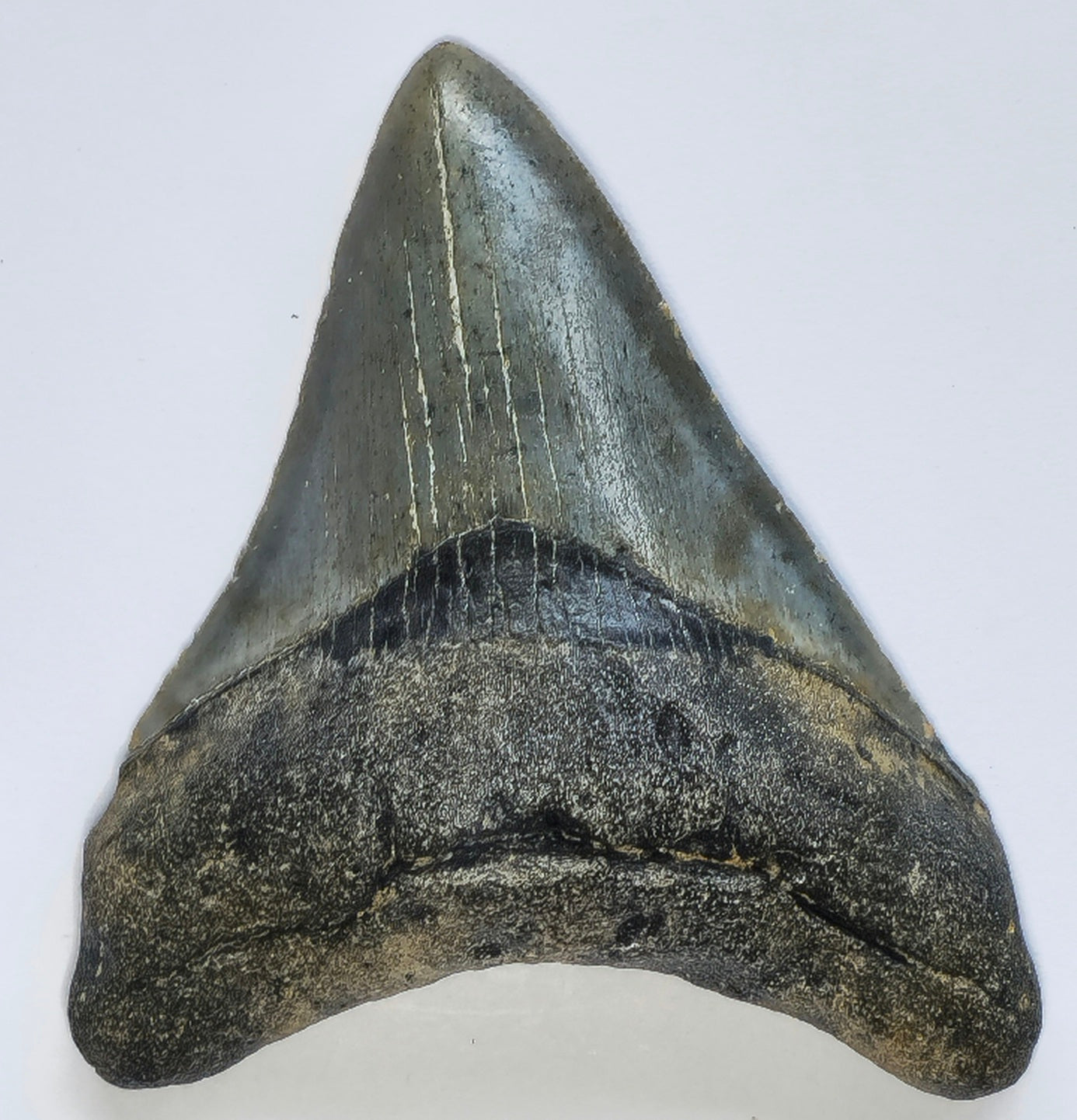 3.64" Megalodon Tooth Fossil