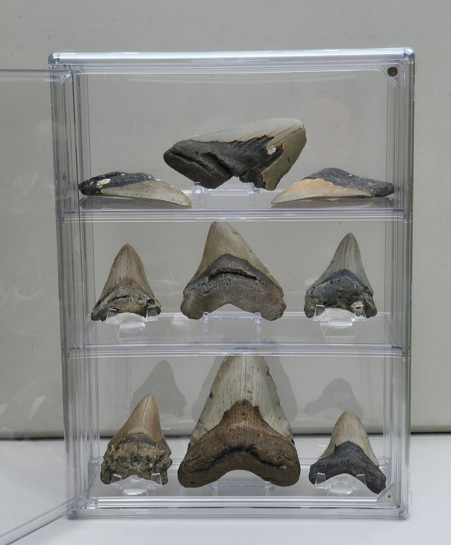 Curio with 9 Large Megalodon Shark Tooth Fossil Collection