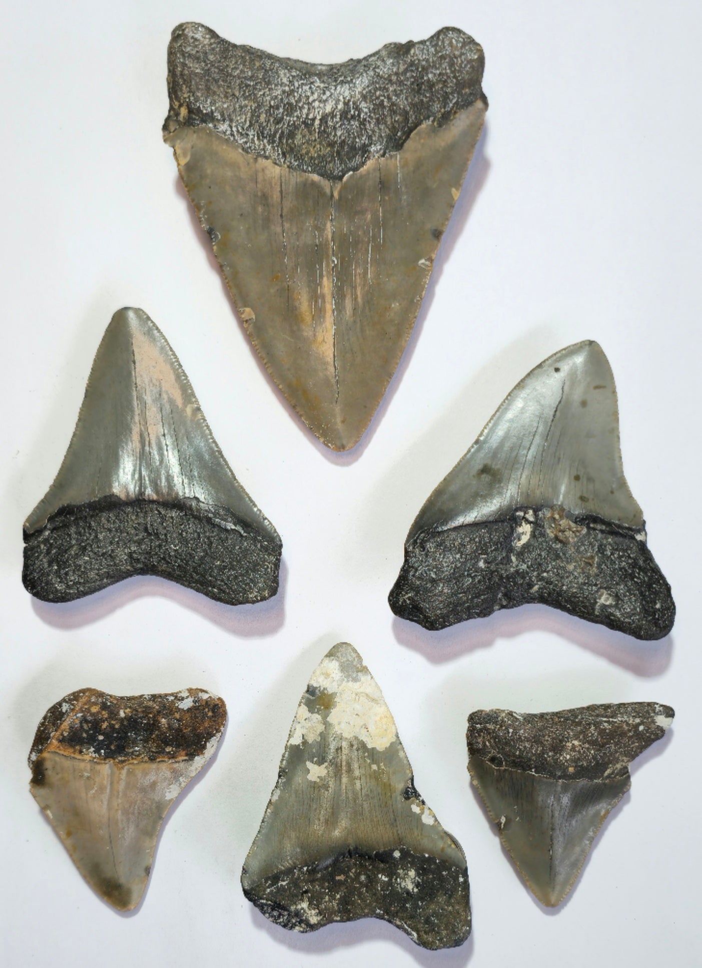 Curio Display with 6 Megalodon Collection