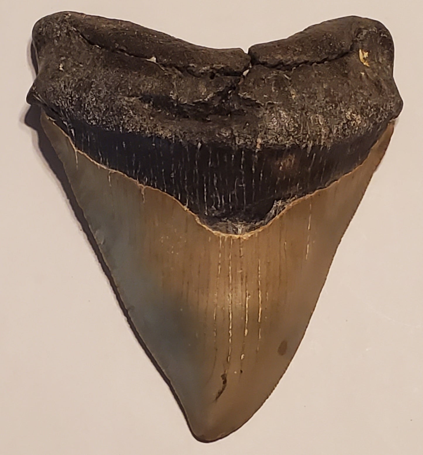 4.64" Megalodon Tooth Deformed