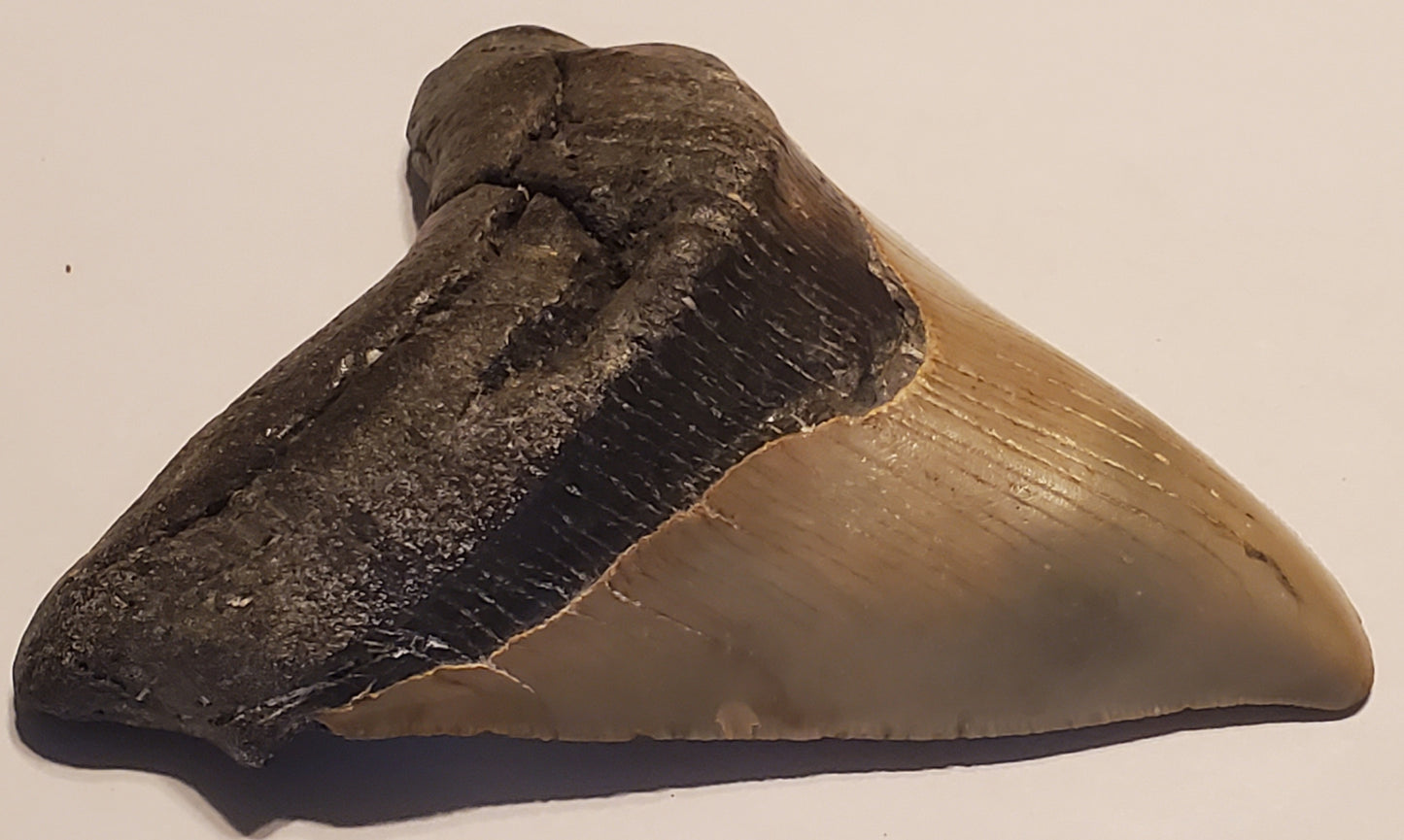 4.64" Megalodon Tooth Deformed