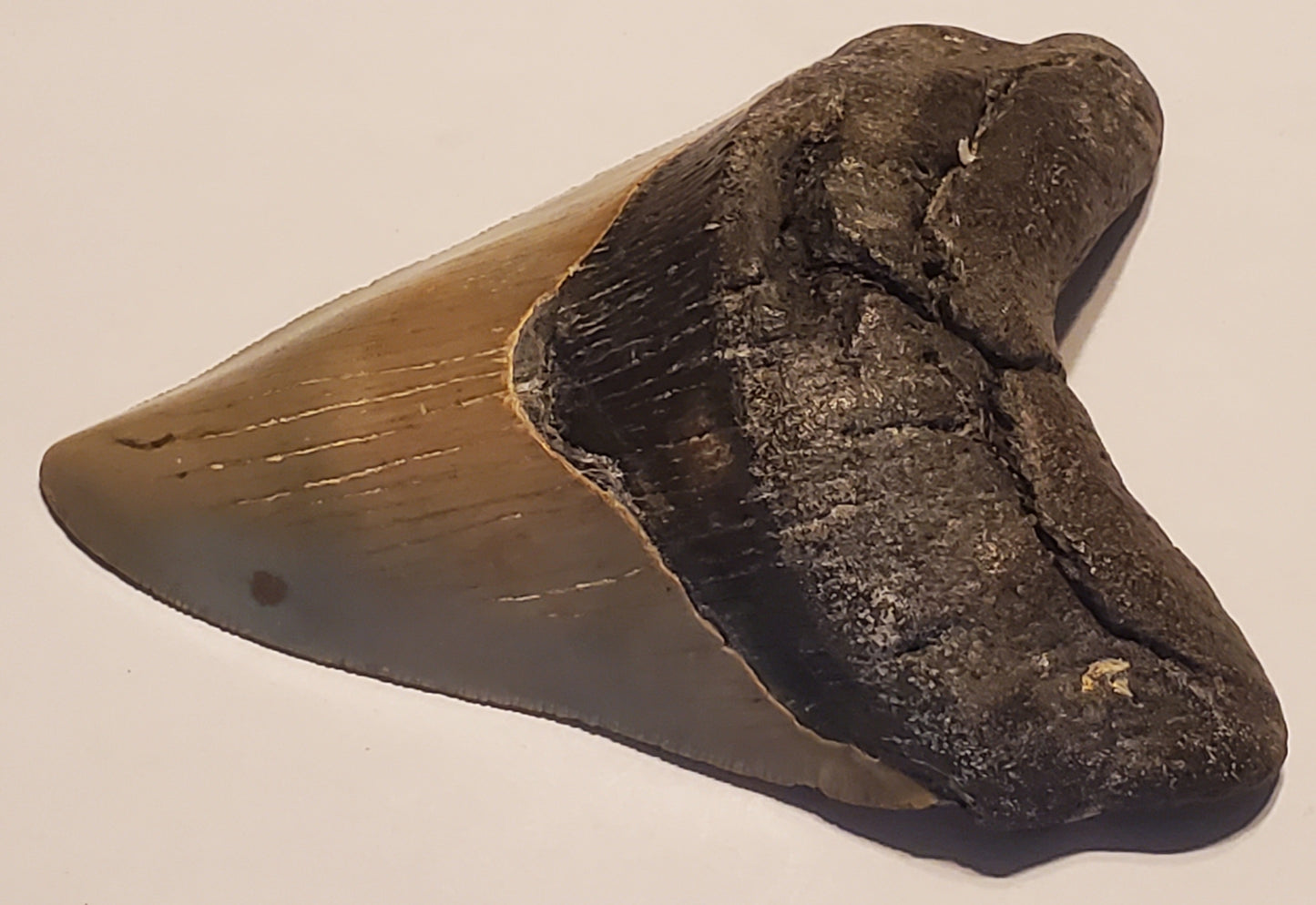 4.64" Megalodon Tooth Deformed