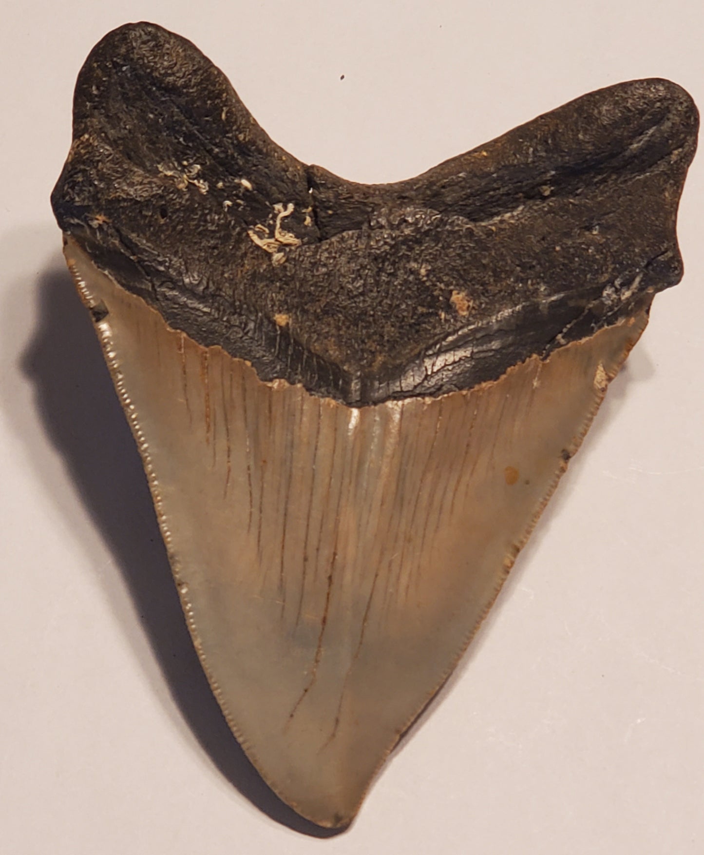 4.64" Megalodon Tooth Deformed