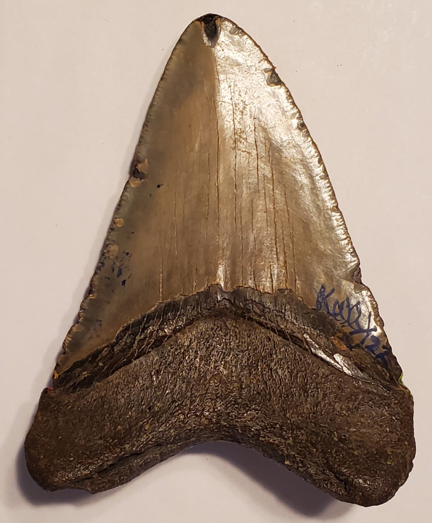 4.0" Megalodon tooth Painted Volcano