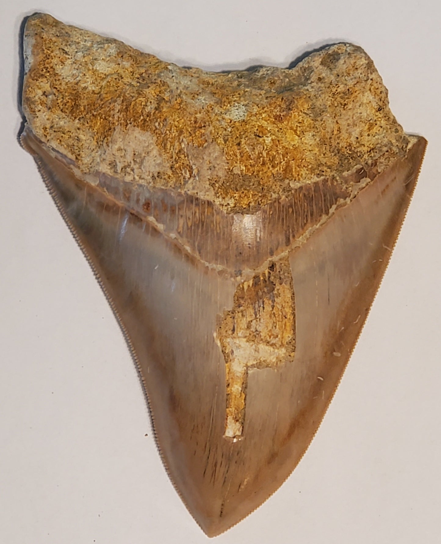 5.42" Megalodon Tooth