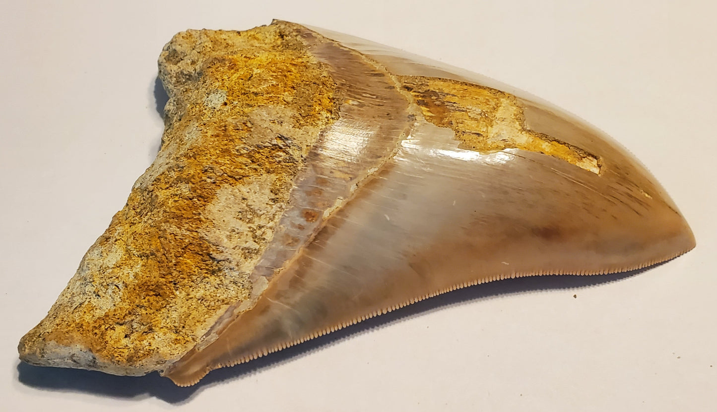 5.42" Megalodon Tooth