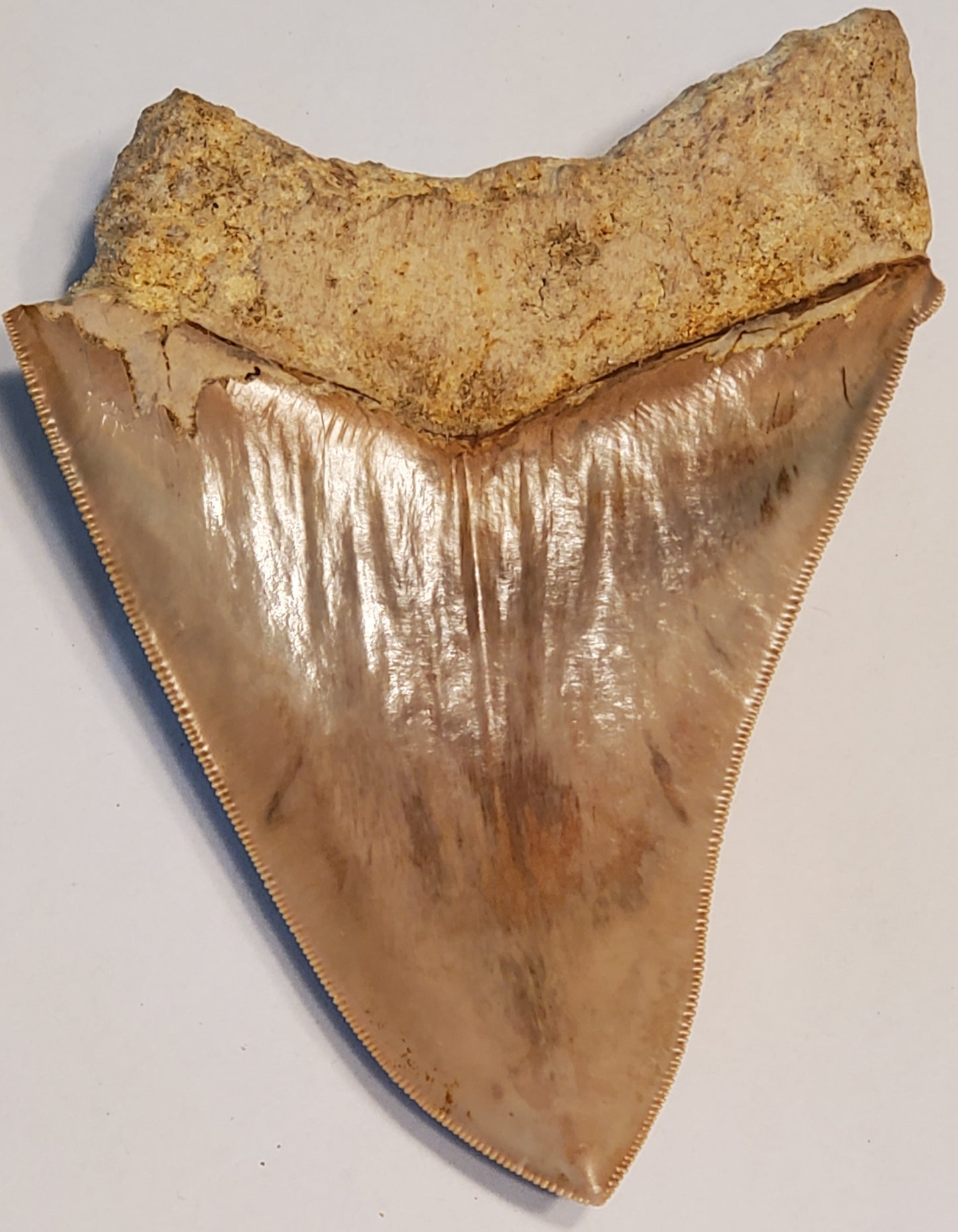 5.42" Megalodon Tooth