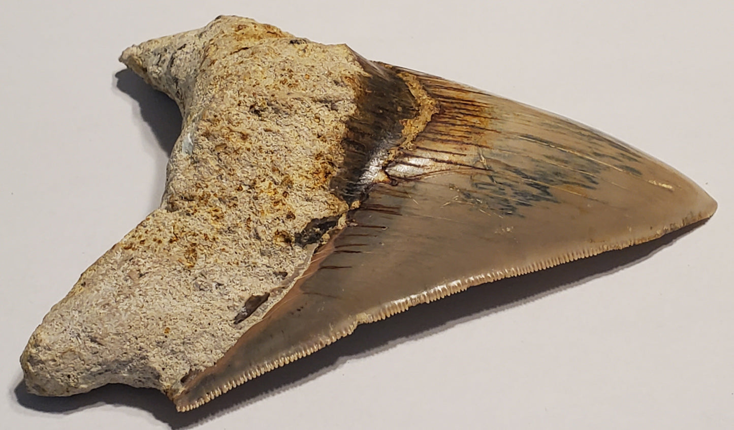 4.74" Megalodon Tooth