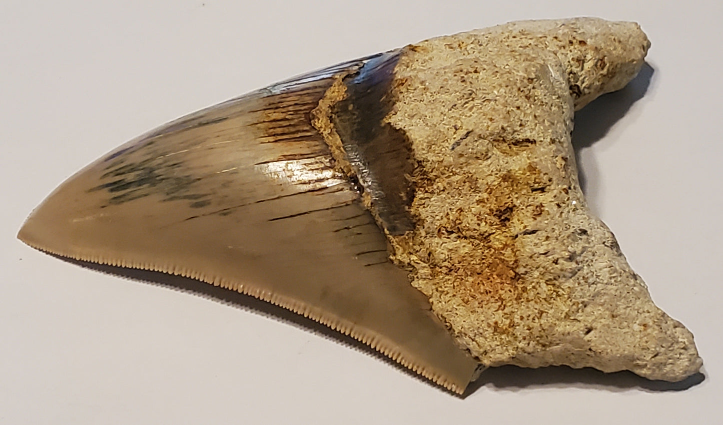 4.74" Megalodon Tooth