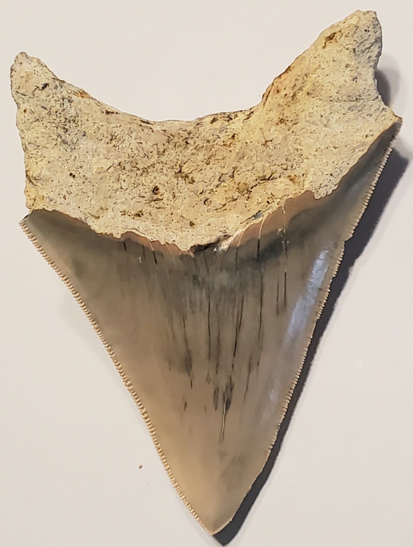 4.74" Megalodon Tooth