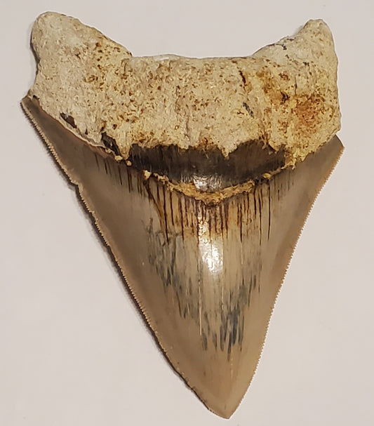 4.74" Megalodon Tooth