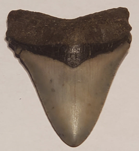 2.79" Megalodon tooth