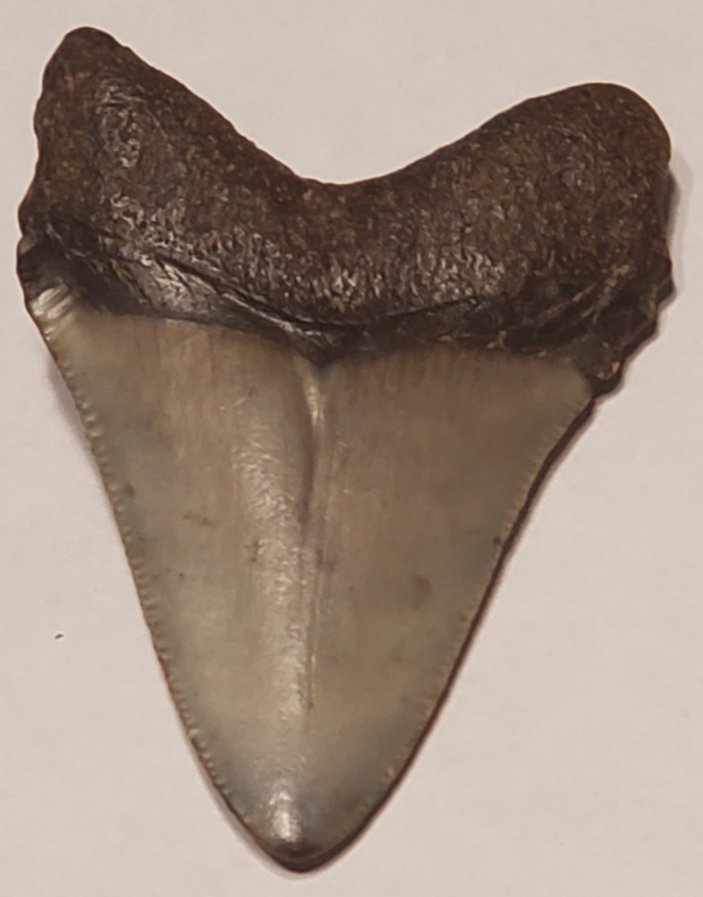 2.79" Megalodon tooth