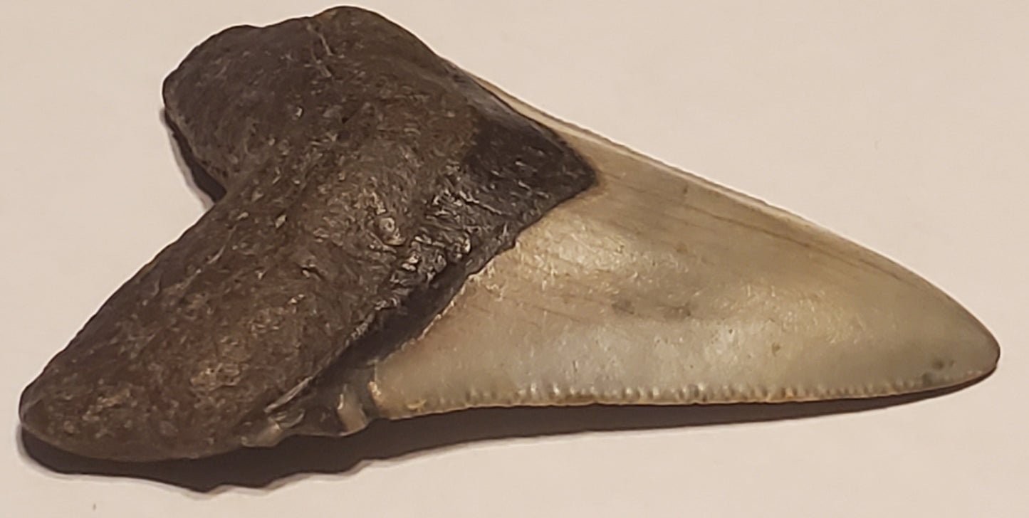 2.79" Megalodon tooth