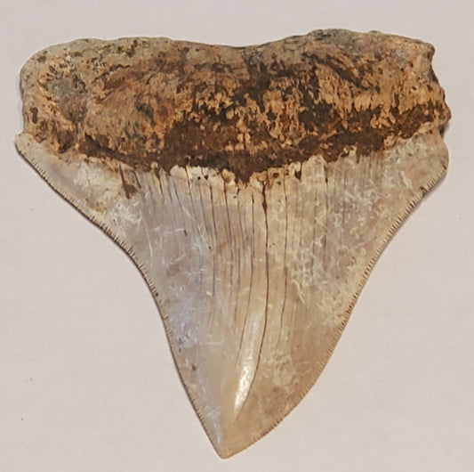 3.71" Megalodon Tooth