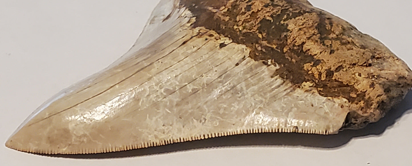 3.71" Megalodon Tooth