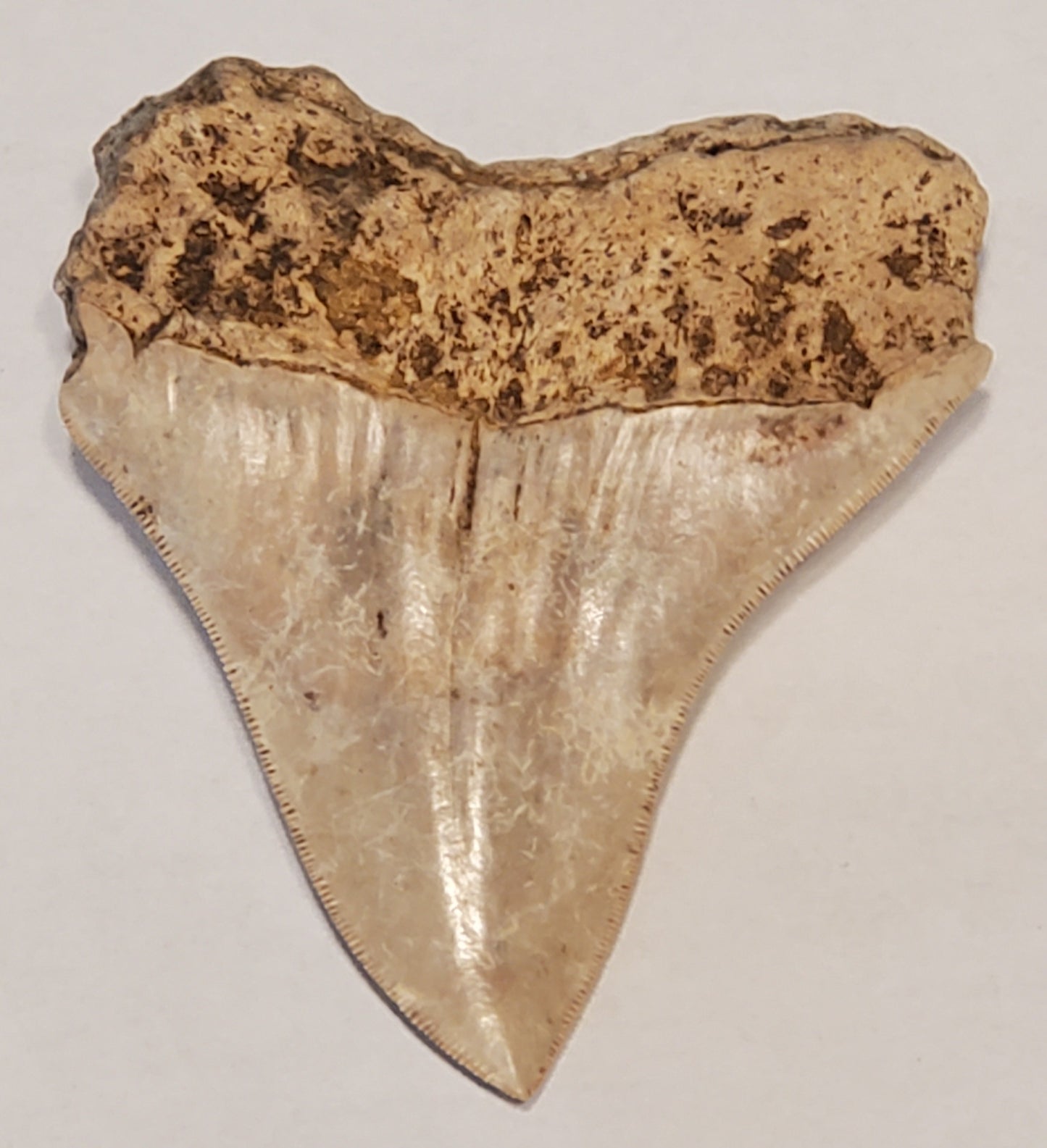 3.71" Megalodon Tooth