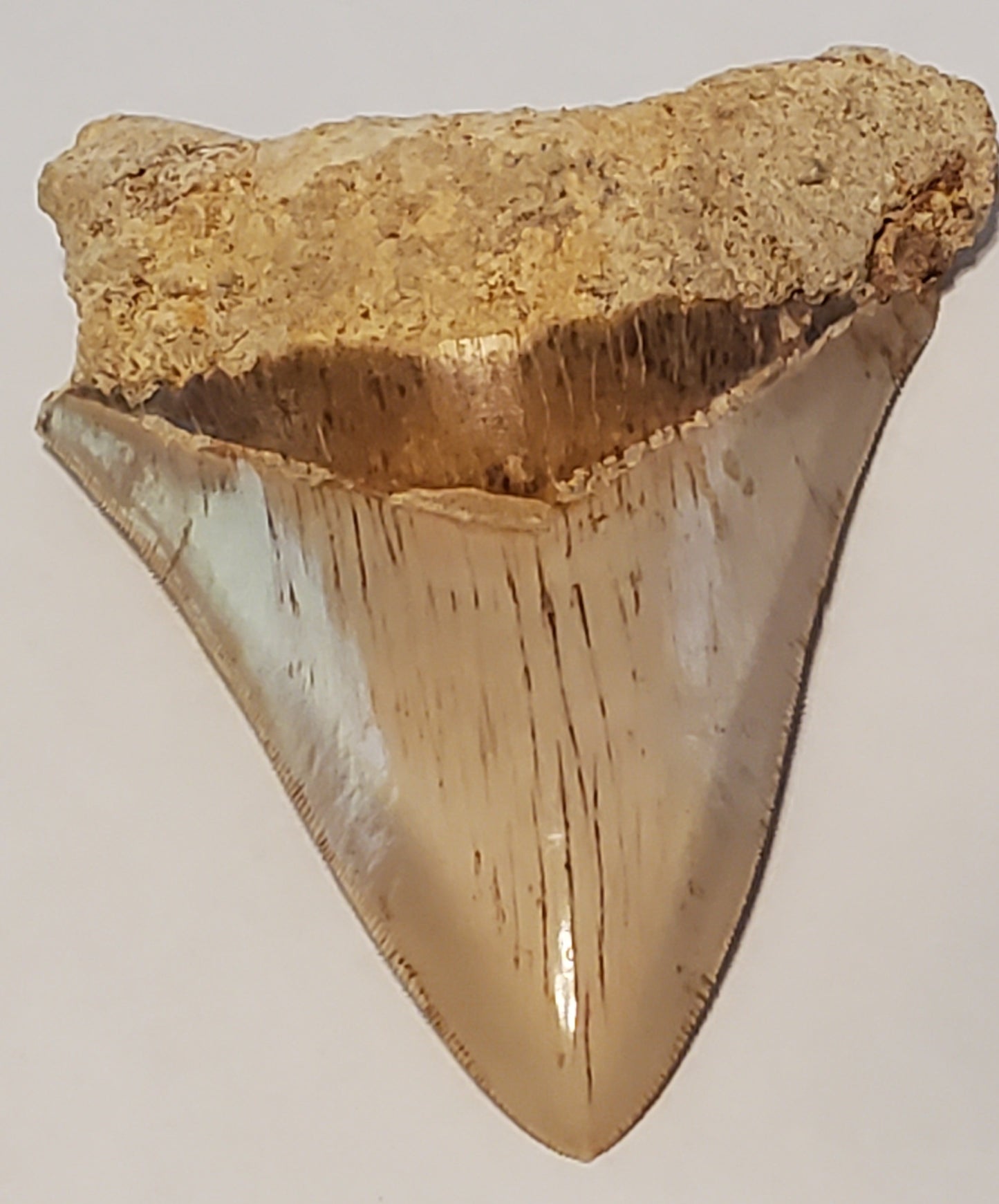 4.64" Megalodon Tooth