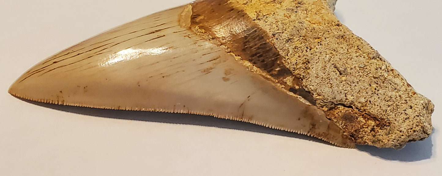 4.64" Megalodon Tooth