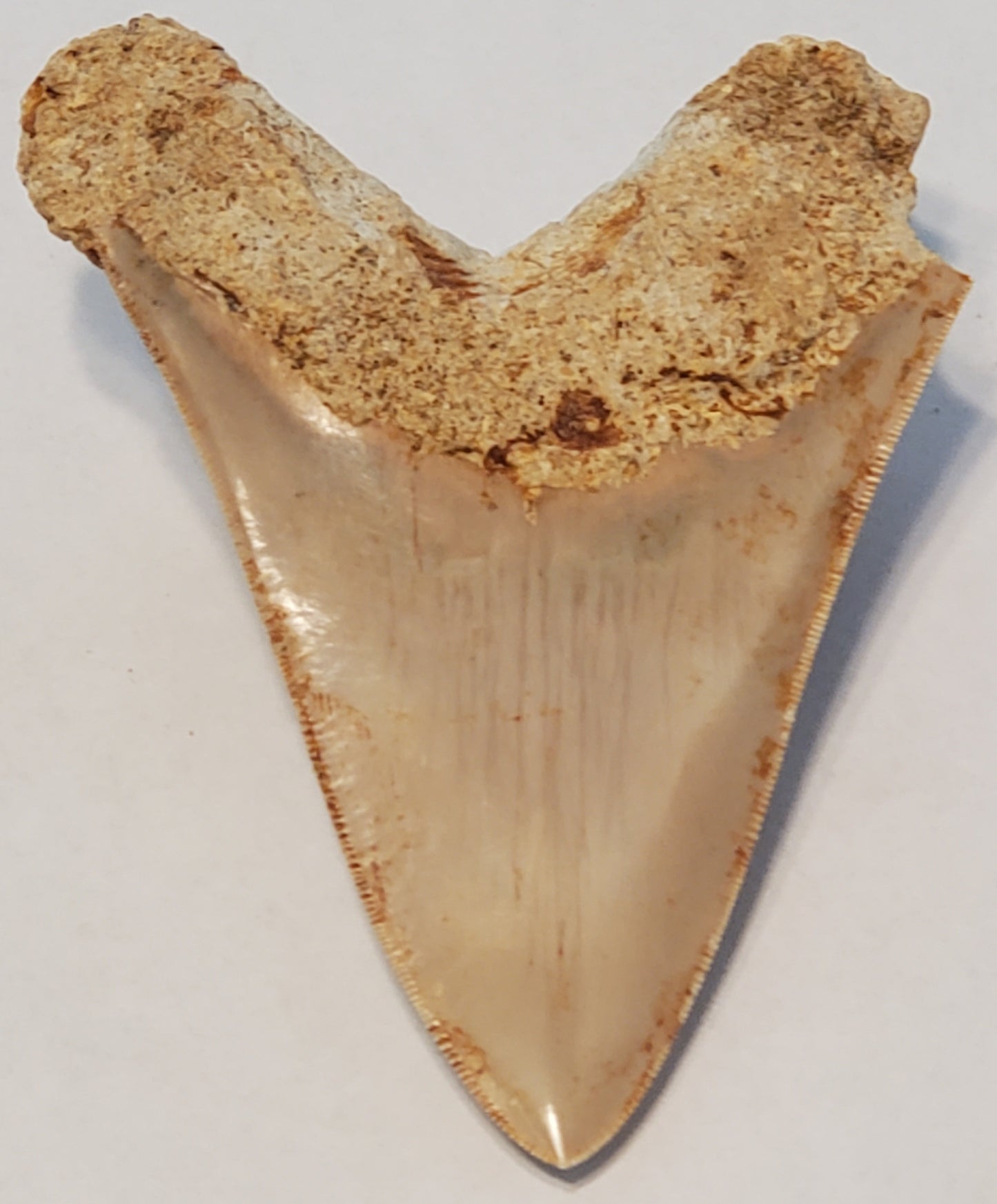 4.64" Megalodon Tooth