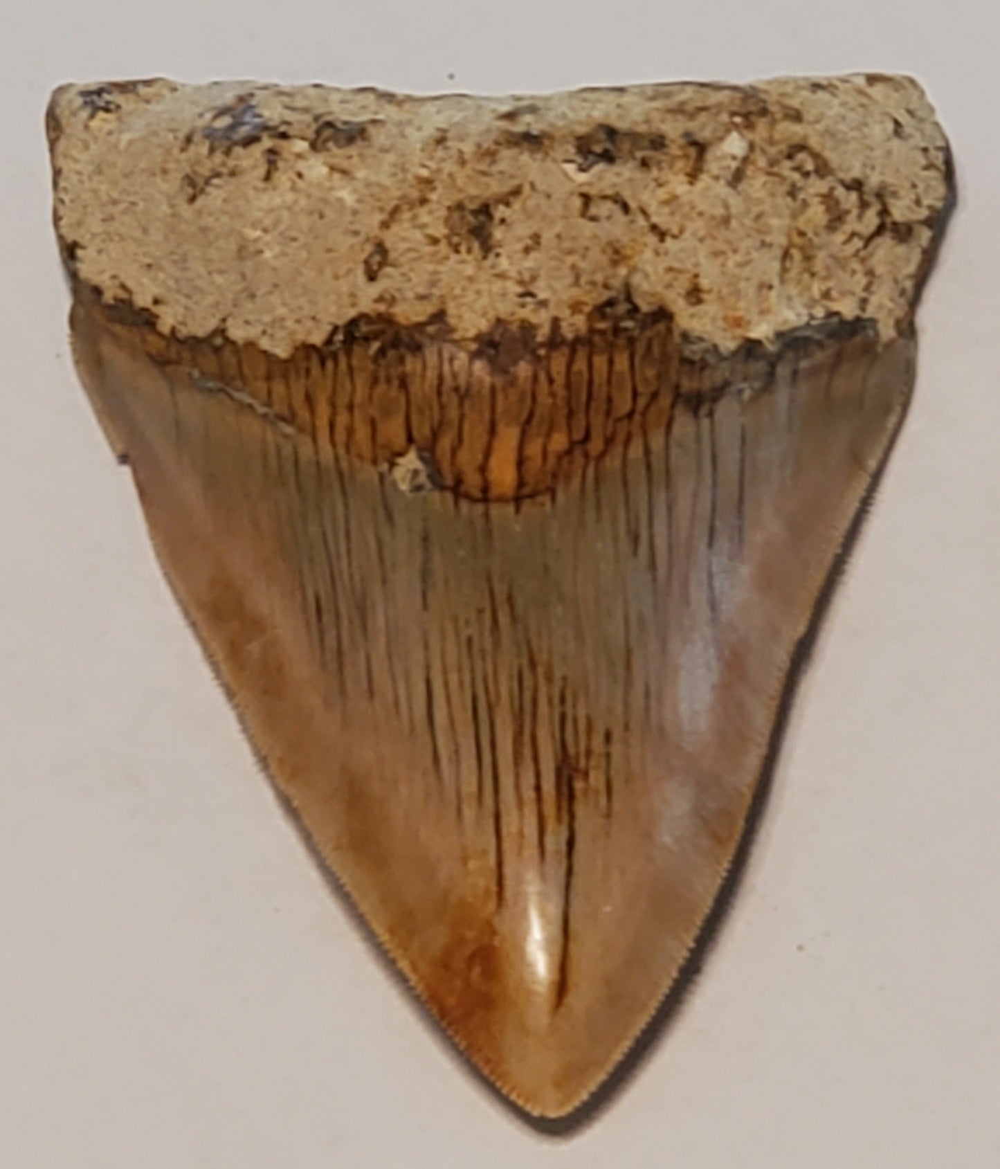 3.84" Megalodon Tooth