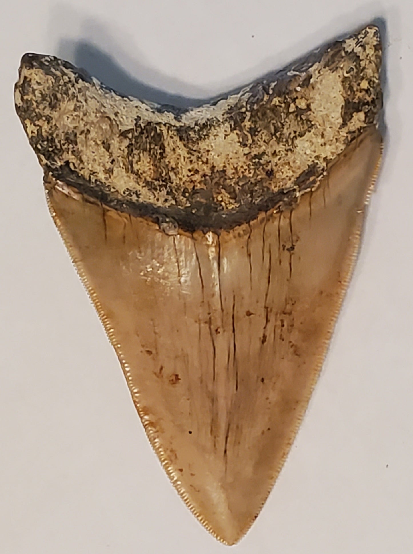 3.84" Megalodon Tooth