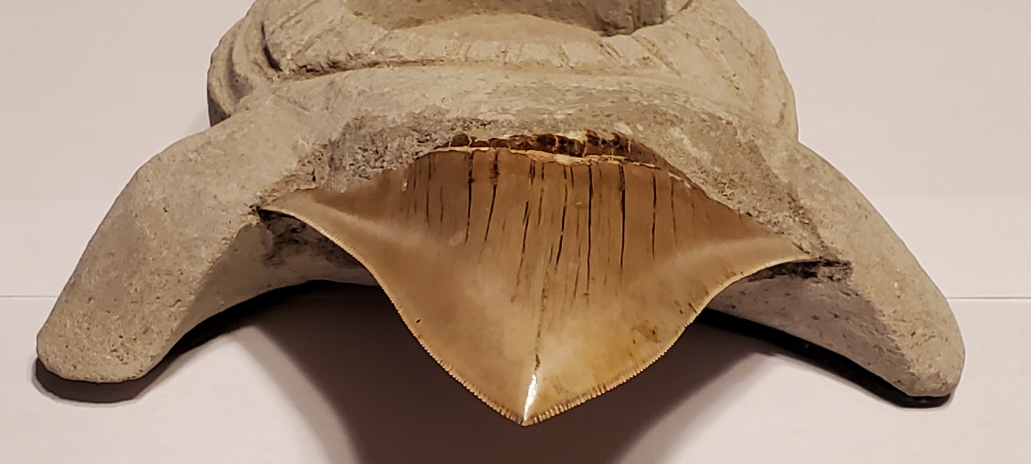 3.50” Megalodon Tooth Turtle Carving artwork