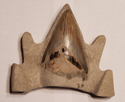 3.48” Megalodon Tooth Crown Carving