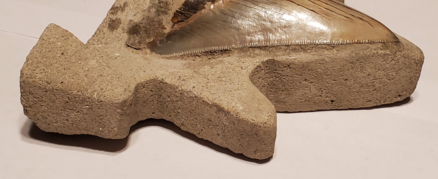 3.48” Megalodon Tooth Crown Carving