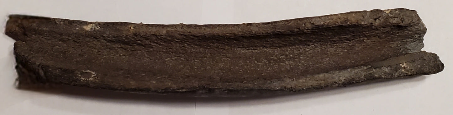 12" Fossil Whale Jaw Chewed By Shark